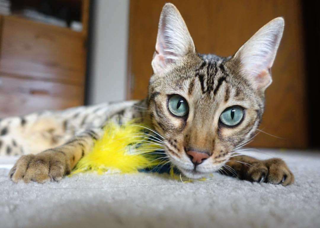 爱游戏官网-世界高山滑雪锦标赛中国选手顺利完赛，2021高山滑雪世锦赛视频