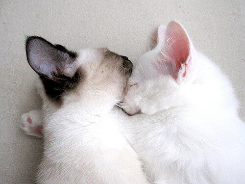 爱游戏官方-世界极限飞盘巡回赛，团队合作的极致挑战，极限飞盘的比赛在国际上大的赛事