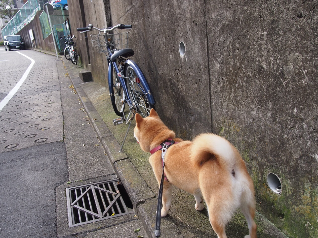 史上最脏的场面：球场恶战留给谁的记忆？，球场脏话
