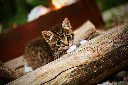 爱游戏娱乐-青训“超级工厂”产业园正式运营，行业创新步伐加快