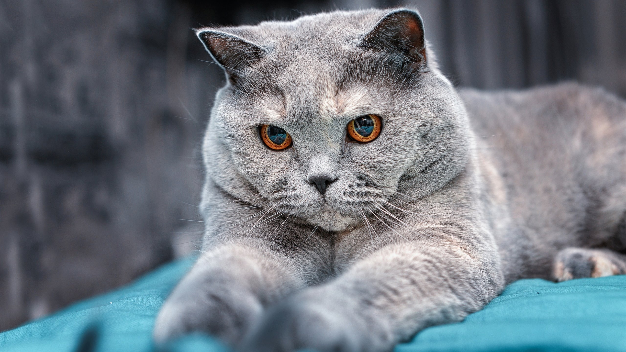 中国篮球职业教练员发展现状,中国篮球教练员的等级结构