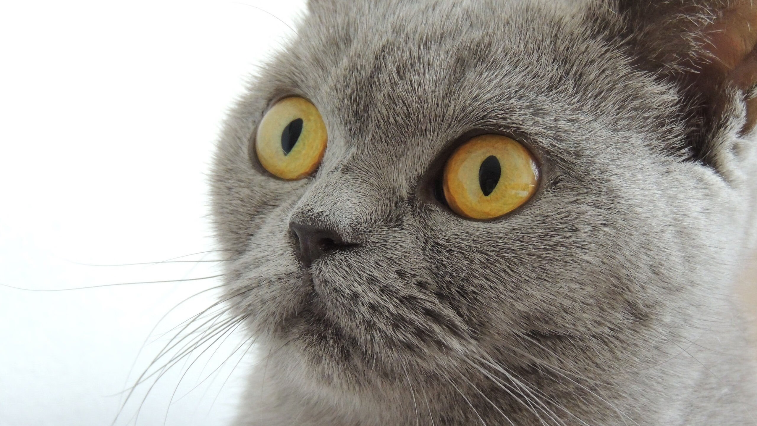 爱游戏综合娱乐-全场马术大奖赛高潮迭起，马术比赛现场