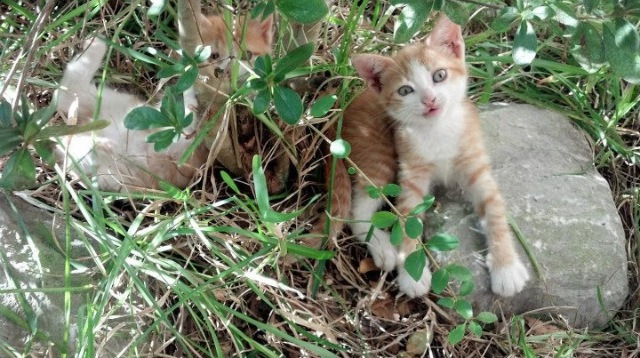 爱游戏体育APP下载-冠军之争！加拿大女足挑战世界杯冠军荷兰，加拿大女足世界杯名次