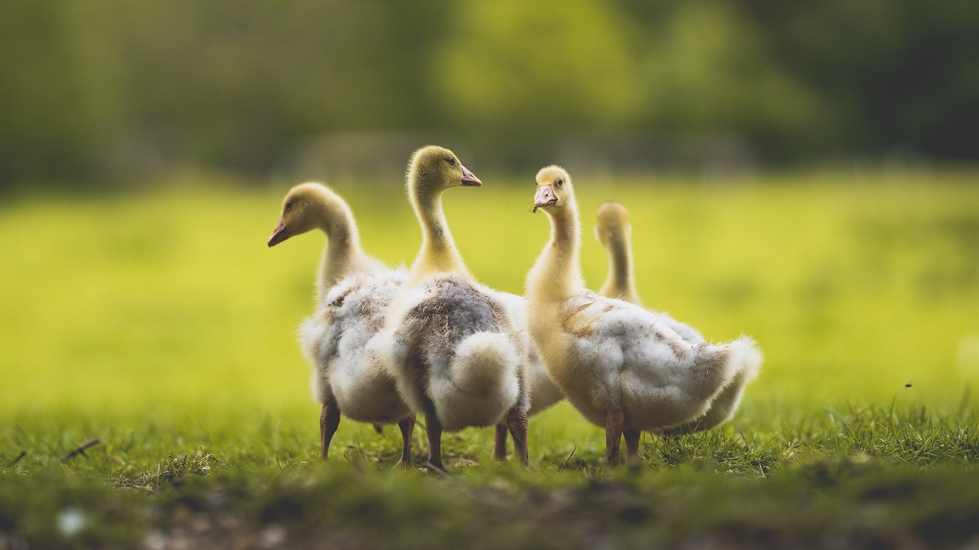 爱游戏中国官方登录入口网站-哥伦比亚马术协会与亚洲马术协会建立合作关系，推动区域发展。