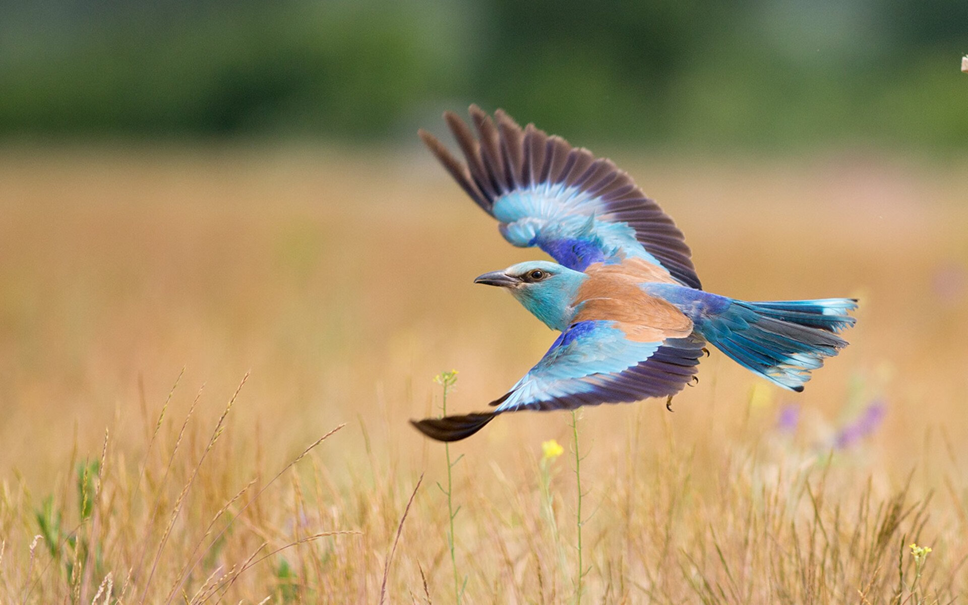 爱游戏电竞官网-圣日耳曼后防失守，主场失利难以接受，圣日耳曼区