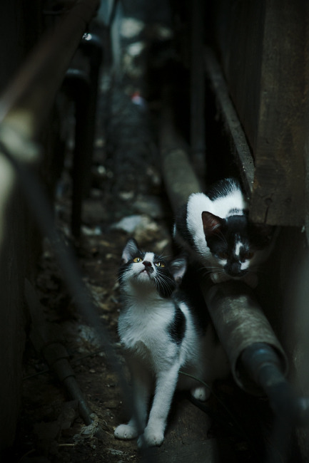 比赛中球员们百分百投入,为荣誉而战,比赛时将球员罚出场外的牌子为