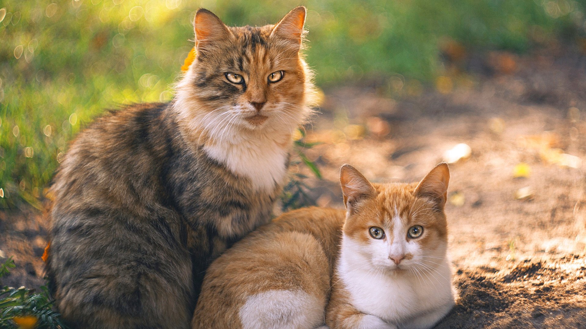 爱游戏中国官方网站平台-继续帮你做更多，只要告诉我还需要多少哈！，帮我再继续