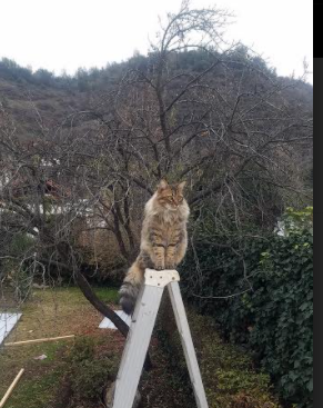 中国篮球职业联赛球队体能分布及训练策略,中国篮球体能训练指南