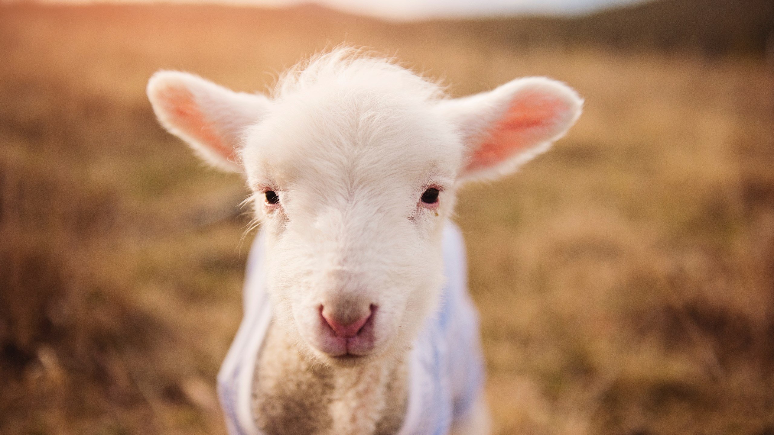 中超球队年度伤病发生率数据统计，中超球队盈利状况