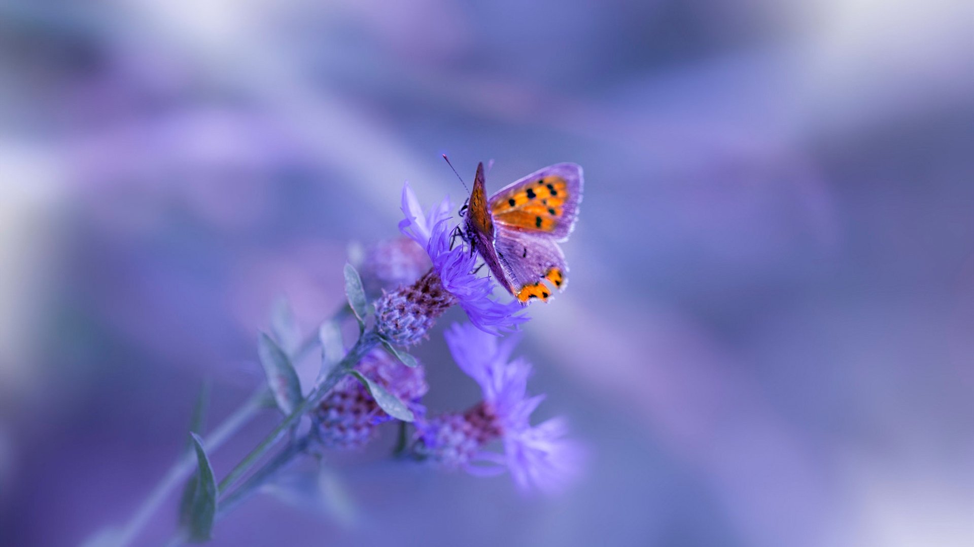 爱游戏官方网站-西甲裁判语义协调机制在多国球员比赛中的适配性研究，意甲裁判球衣品牌