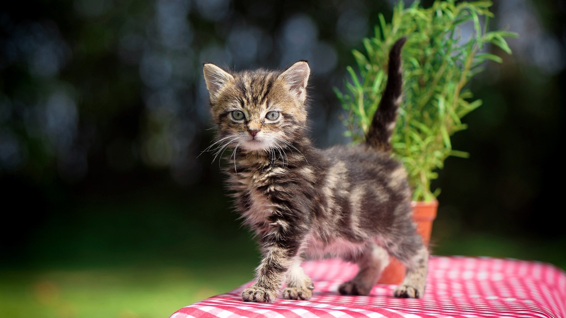 体育新闻中心上线体育内容智能审核系统，最新的体育新闻报道在哪看