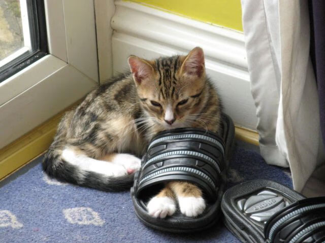 澳大利亚队未来计划:青年才俊能否接过历史的接力棒?,澳大利亚运动队