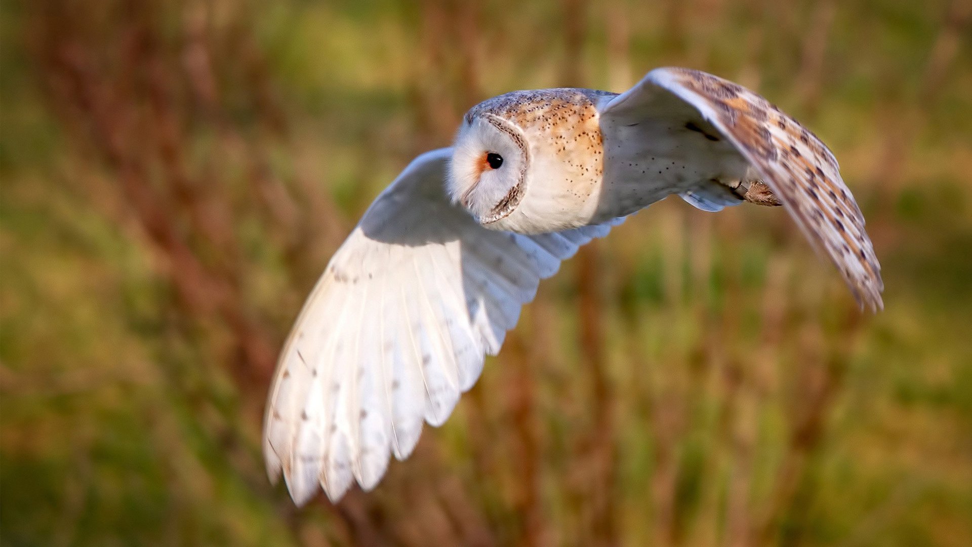 爱游戏中国官方登录入口网站-球员转会融入速度与球队掌控比赛节奏能力的关系，转会型球员