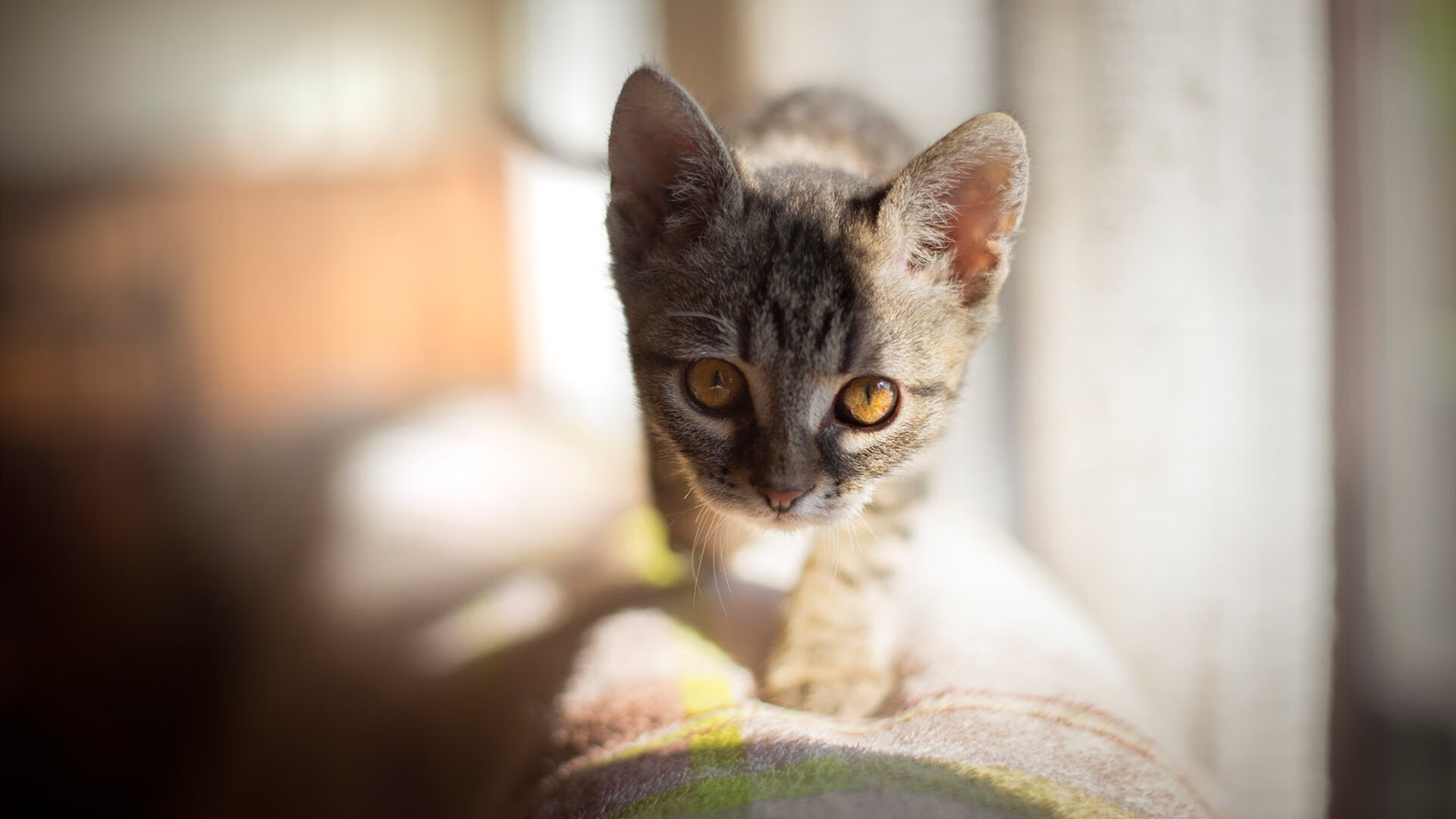 爱游戏娱乐平台-乌拉圭女篮在南美锦标赛中表现突出，迈向新纪元，乌拉圭女子篮球联赛