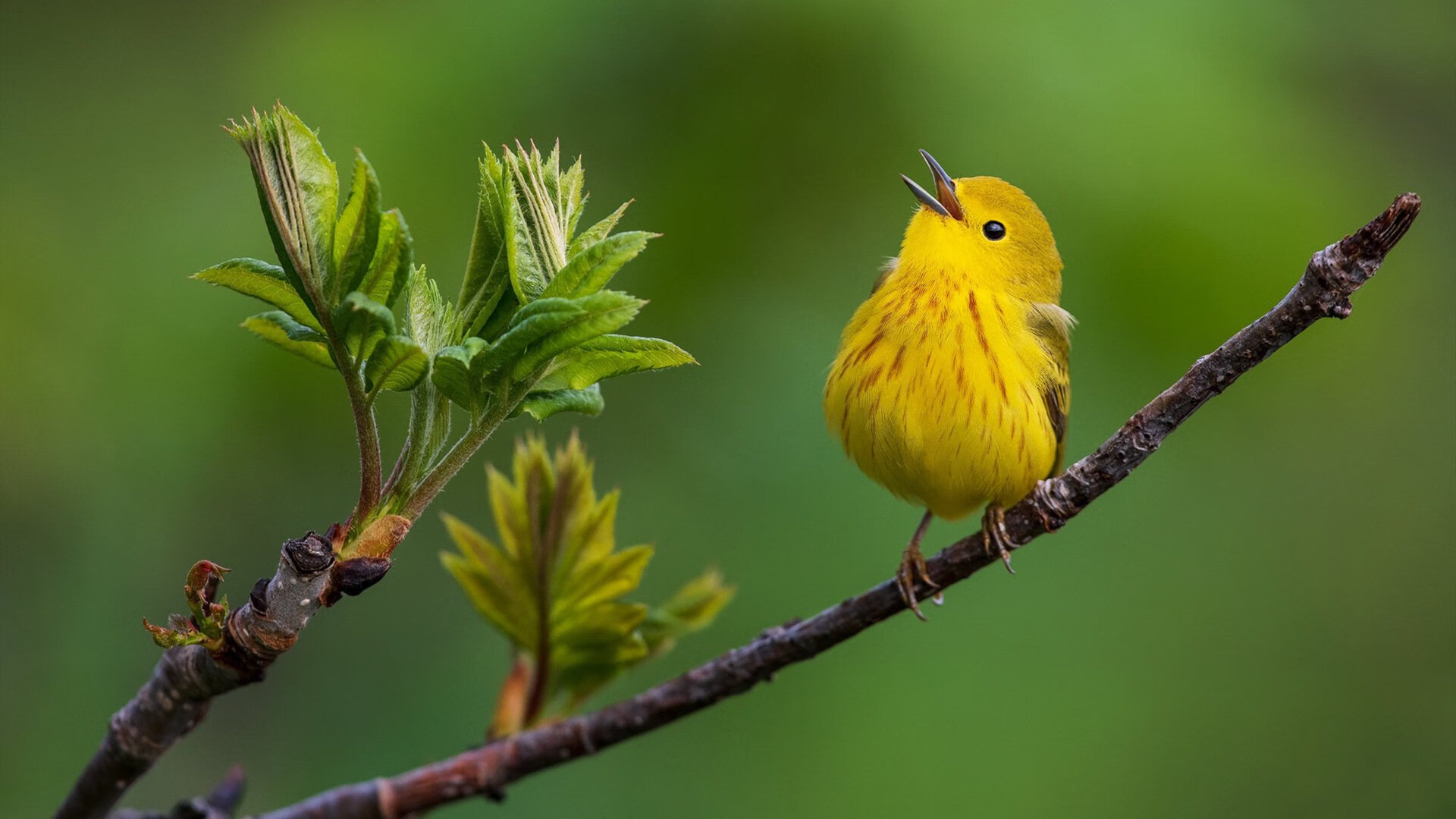 AYX GAMING-奥卡拉汉赛后感谢团队支持，奥卡拉汉赛后感谢团队支持的话