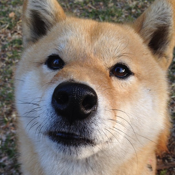 奥康纳成为袋鼠队的中场支柱,稳定发挥帮助全队,奥世康袋鼠精