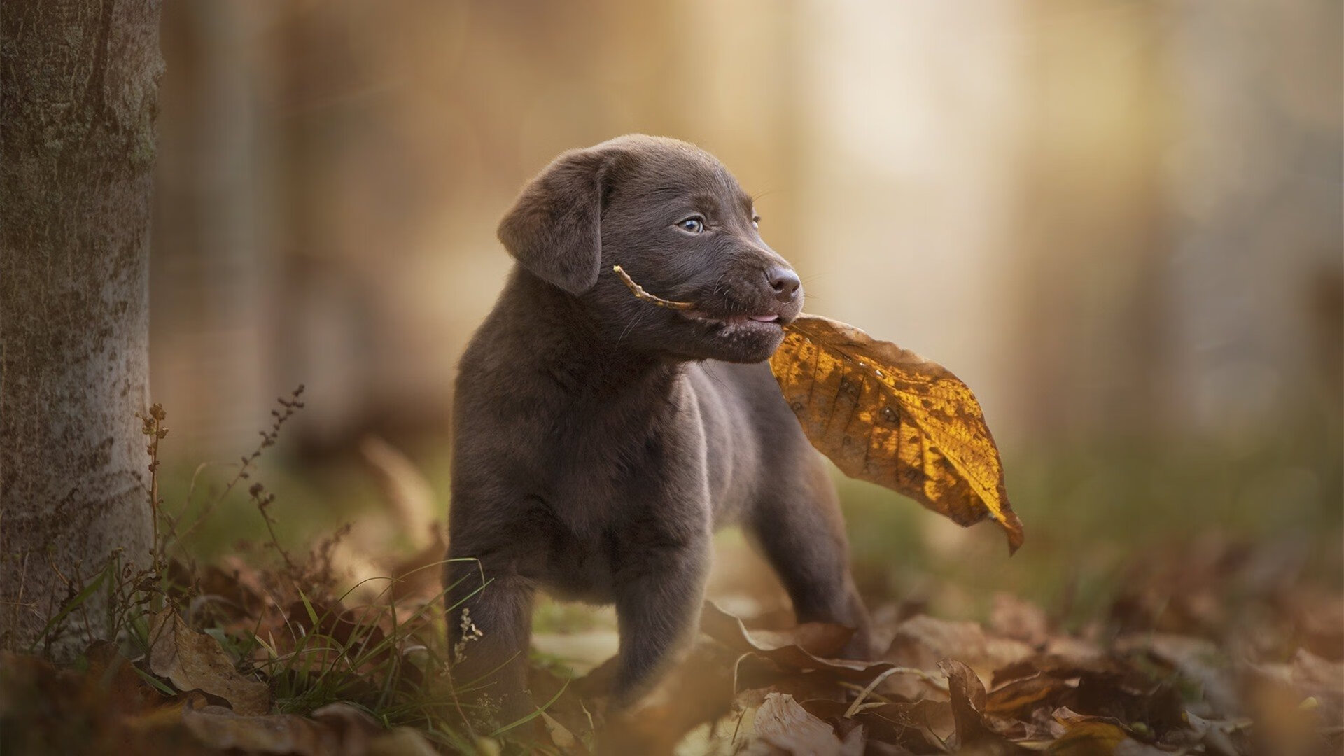 爱游戏体育官方网站-斯洛伐克女篮在欧洲预赛中表现优异，期待奥运席位，斯洛伐克 欧预赛