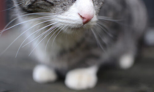 爱游戏app-马克·阿特金森：南非队的闪电边锋，全场最具威胁的进攻利器